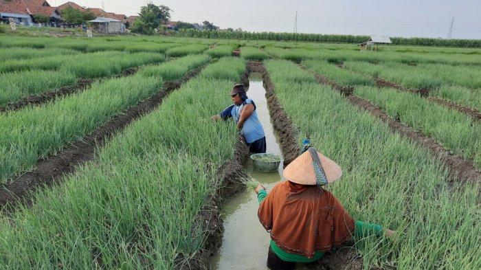 Keberhasilan Petani Bawang Merah di Sabang Raup Keuntungan Besar