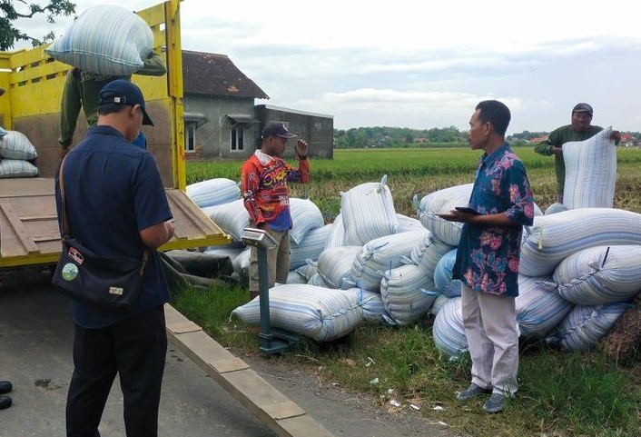 Bulog Rejang Lebong Tingkatkan Penyerapan Beras Petani Signifikan Bulog Rejang Lebong Tingkatkan Penyerapan Beras Petani Signifikan