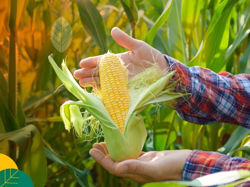 Babinsa Dampingi Petani Muneng Olah Jagung Pascapanen dan Tingkatkan Ketahanan Pangan