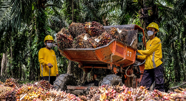 Strategi BRIN dan PT Agrinas Palma Nusantara Perkuat Inovasi Industri Sawit Berkelanjutan Hingga Hilir