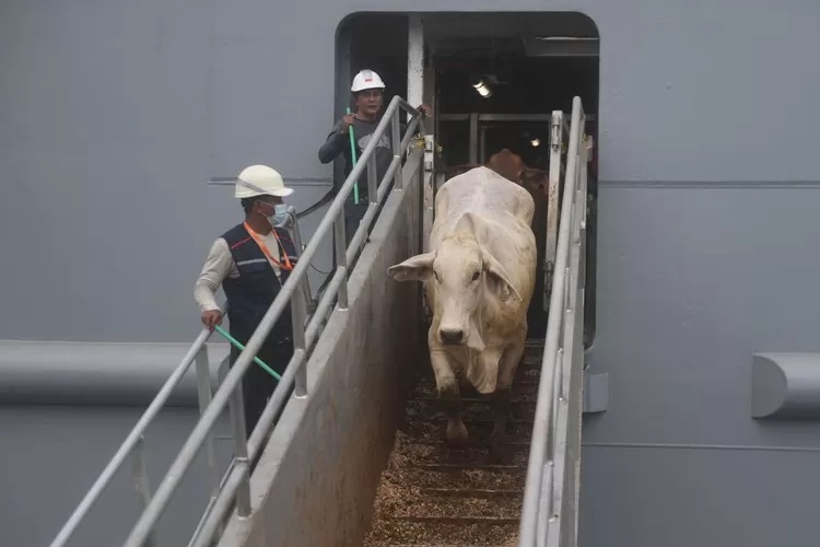Impor Sapi Hidup Dilonggarkan Pemerintah Guna Penuhi Program MBG