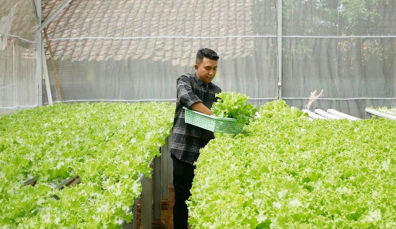 Milenial Inspiratif: Keberhasilan Petani Hidroponik Rian Pratama di Lombok Tengah