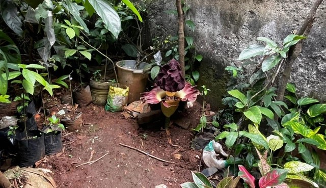 Fenomena Bunga Bangkai Suweg Mekar Alami, Warga Jagakarsa Terpesona