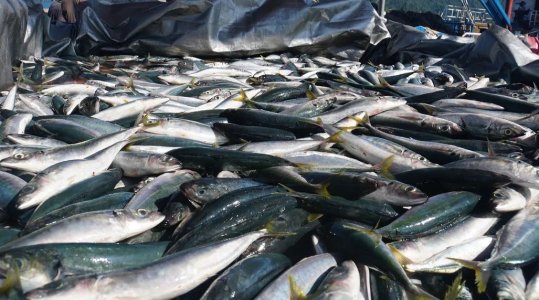 Potensi Perikanan Sumsel Jadi Magnet Baru Investasi Menjanjikan