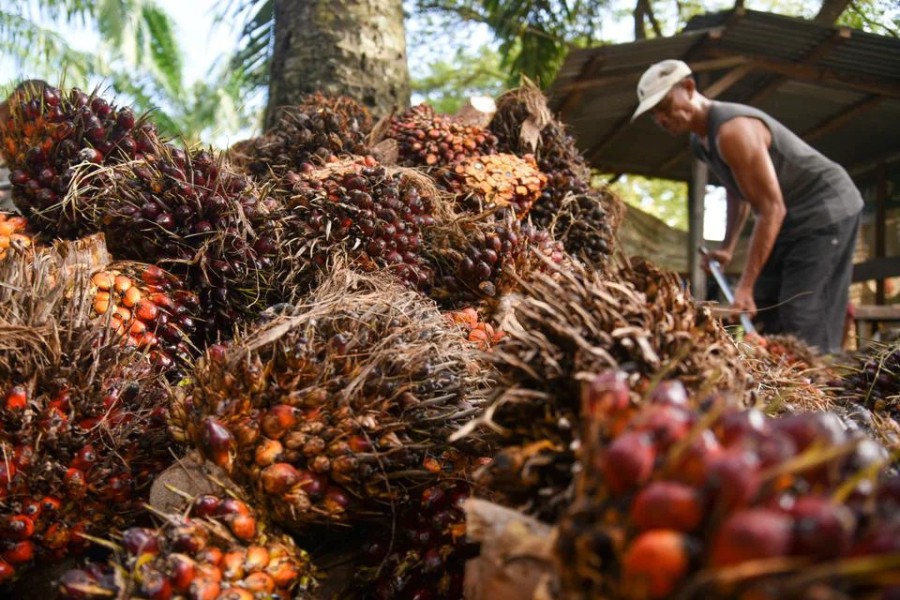 Pemerintah Targetkan Implementasi Biodiesel B50 pada 2026, Mentan Amran Yakin Harga Sawit Naik, Petani Makin Sejahtera, dan Ekspor Tidak Terganggu