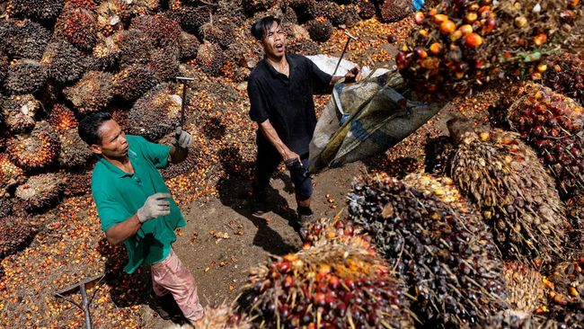 WTO Menangkan Indonesia, Minyak Sawit Kuasai Pasar Biodiesel