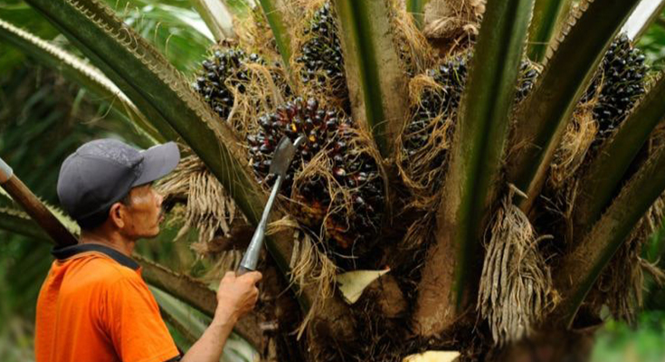 Pelatihan Petani Sawit Sulteng