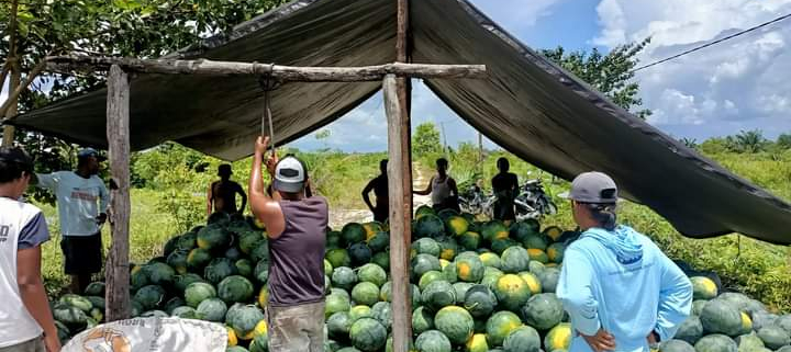 Petani Semangka di Rusia Minta Pemerintah Buka Keran Pekerja Migran untuk Amankan Ketahanan Pangan