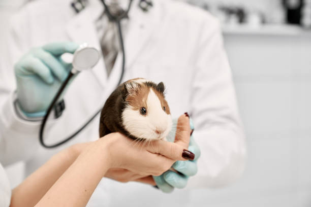 Cara Merawat Hamster agar Berumur Panjang Menurut Dokter Hewan