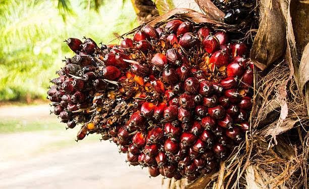 Update Terbaru: Harga TBS Kelapa Sawit Riau 19-25 November 2025