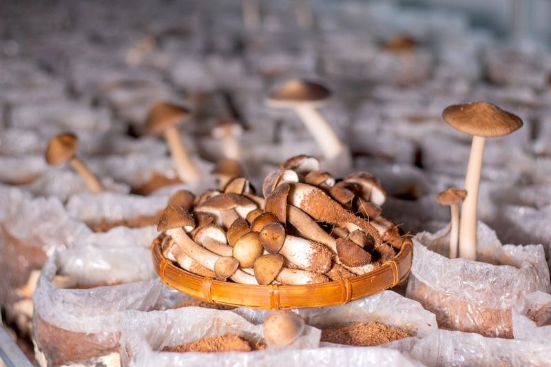 Pria Dengan Tiga Gelar Sarjana Pilih Jalani Bisnis Budidaya Jamur Tiram