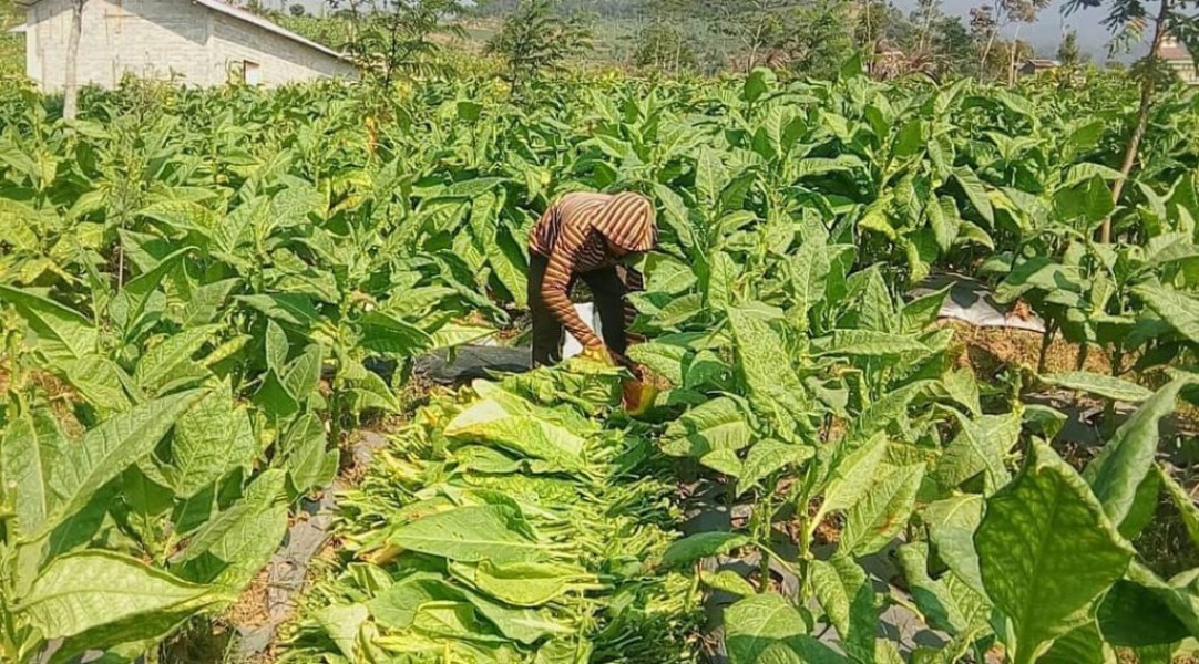 UNWIM dan Pemda Sumedang Dukung Petani Tembakau