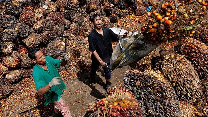 Harga Minyak Sawit Mentah CPO Turun di Pasar Domestik dan Internasional pada 30 April 2025