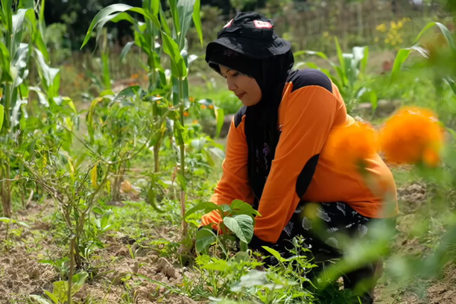 Korporasi Kunci Kemajuan Pertanian Jambi