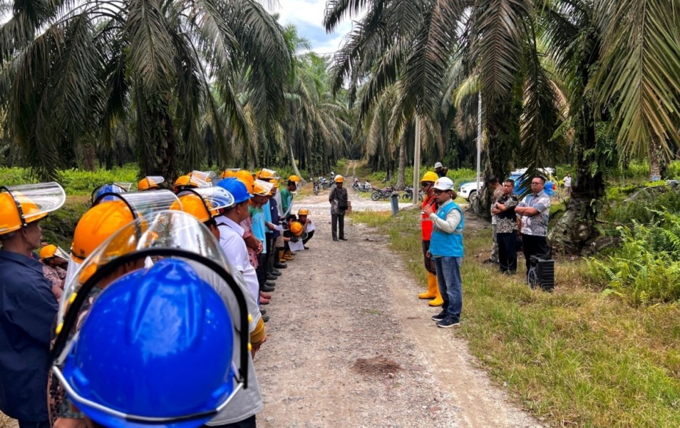 PLN Edukasi Bahaya Listrik di Perkebunan Sawit