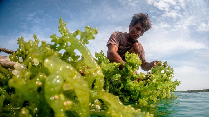 Hilirisasi Rumput Laut Jadi Kunci Penggerak Ekonomi Biru Nasional