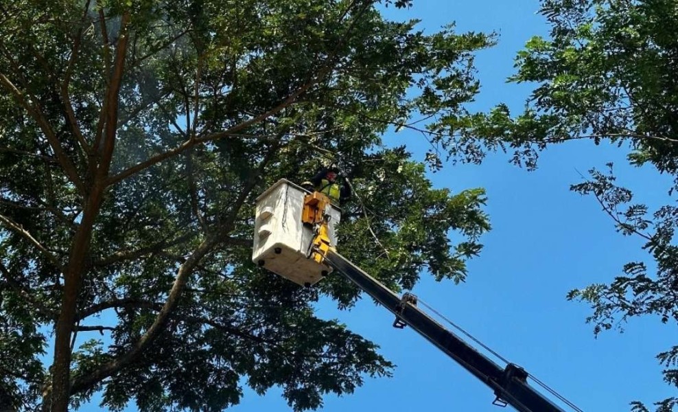Langkah Proaktif PLN UP3 Bulukumba, Perampingan Pohon untuk Keandalan Jaringan Listrik di Musim Hujan
