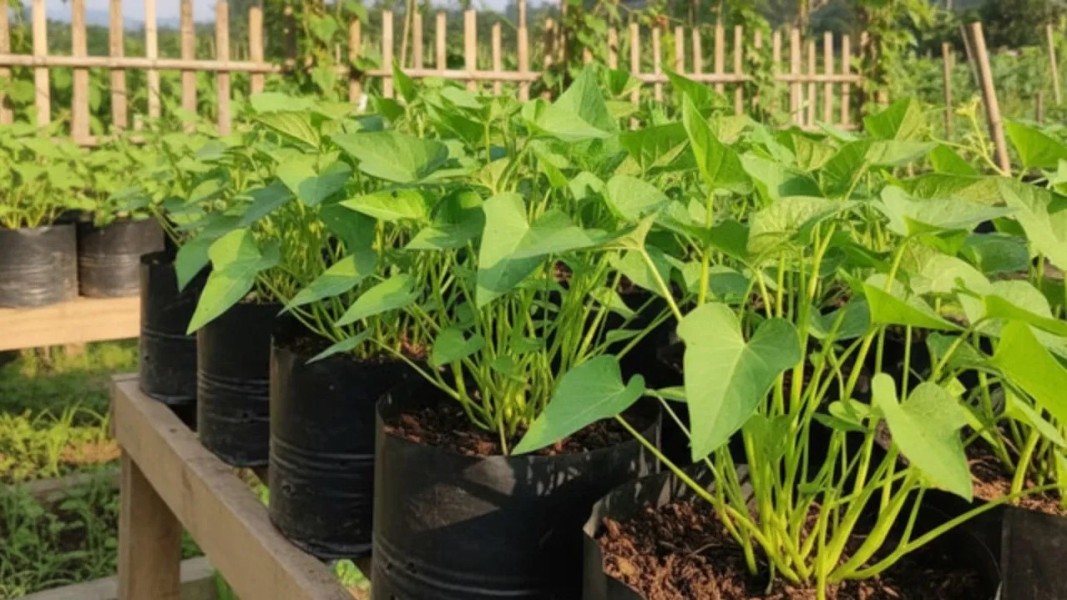 Cara Praktis Menanam Kangkung di Polybag Agar Panen Melimpah di Rumah