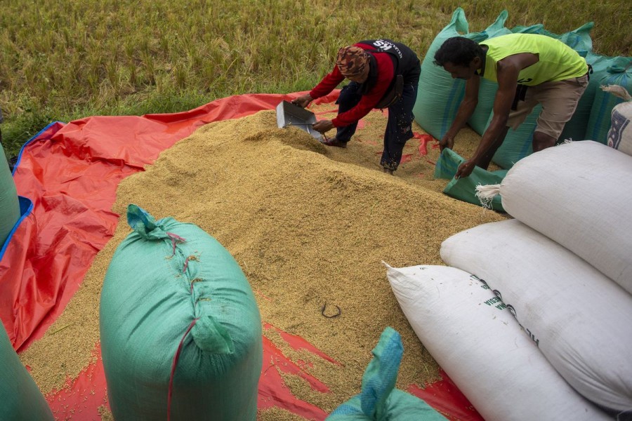 Petani Untung, Panen Melimpah Gabah Mahal