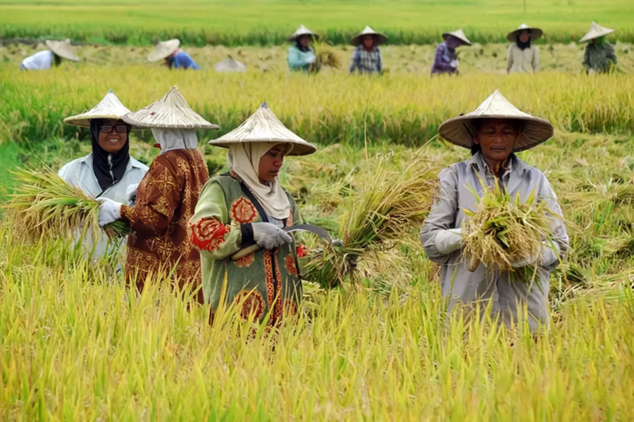 Kolaborasi Erat Petani Majukan Ketahanan Pangan Bangsa