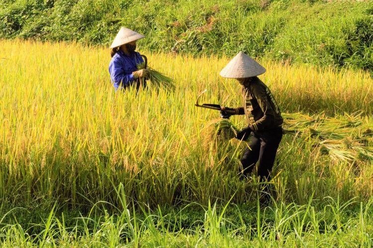 Melindungi Petani Demi Ketahanan Pangan Nasional: Upaya Pemerintah Melalui Asuransi Pertanian