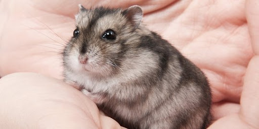 Mengenal Jenis-jenis Hamster serta Tips dan Cara Merawatnya