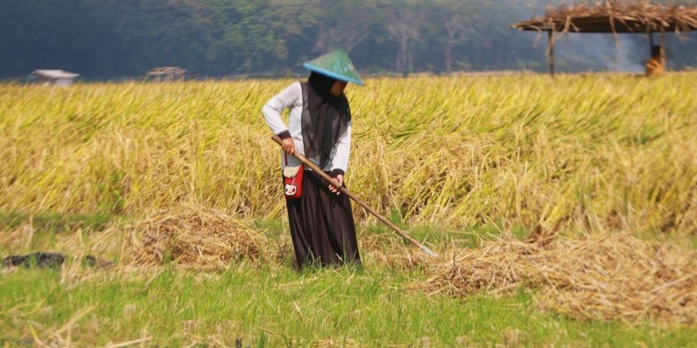 Bulog Bondowoso Optimalkan Serapan Gabah Petani Demi Stabilitas Harga