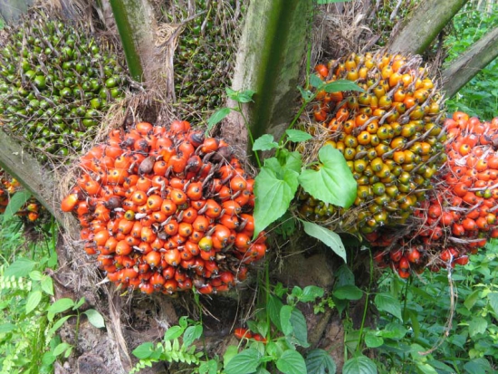 Harga TBS Sawit di Jambi Naik, Peluang Petani Mengoptimalkan Pendapatan