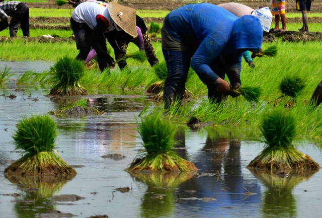 Benih Gratis Dorong Lonjakan Produksi Padi Sulsel Awal Tahun 2026 Nasional Petani
