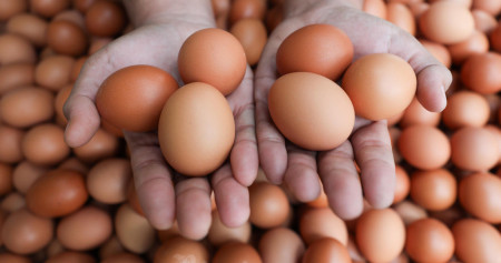 Harga Telur dan Ayam Naik, Istana Siaga Jelang 2026