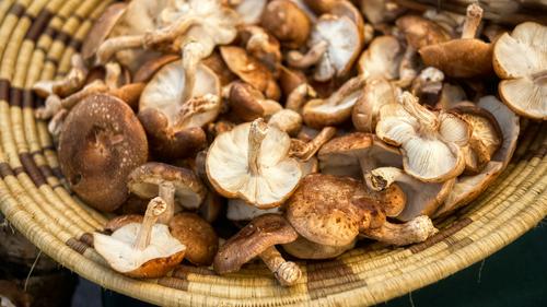 Cara Budidaya Jamur Shiitake untuk Pemula Praktis Mudah Hasil Maksimal Berkualitas