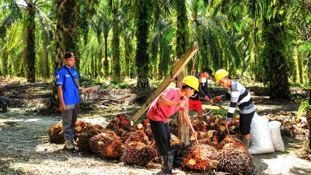 Harga TBS Kelapa Sawit Sulbar Desember 2025 Tetap Terukur Meski Mengalami Penurunan