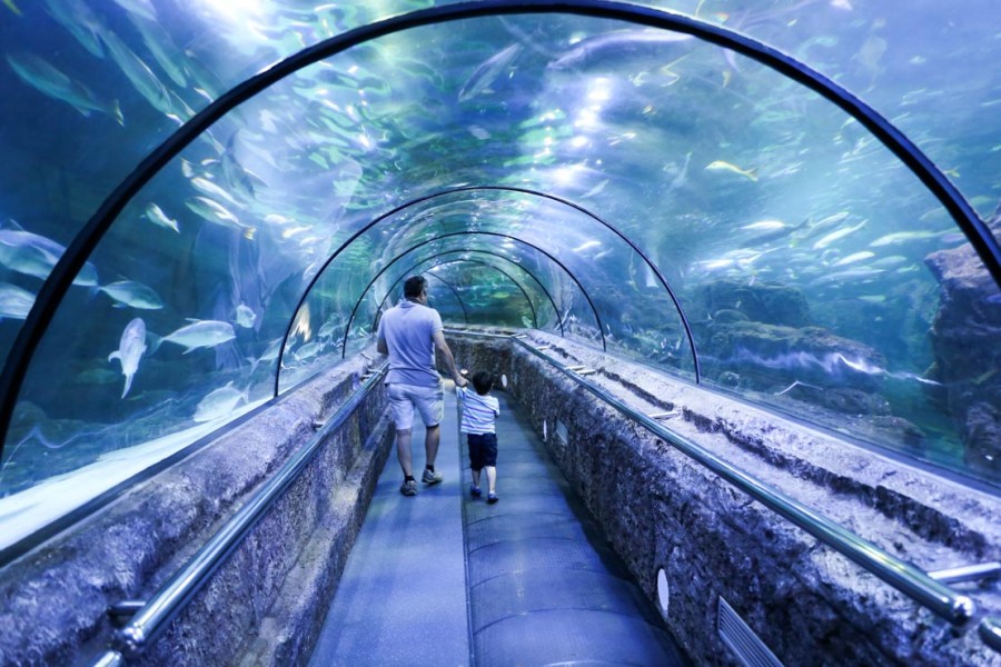 Jakarta Aquarium Dan Safari, Hiburan Laut di Tengah Kota