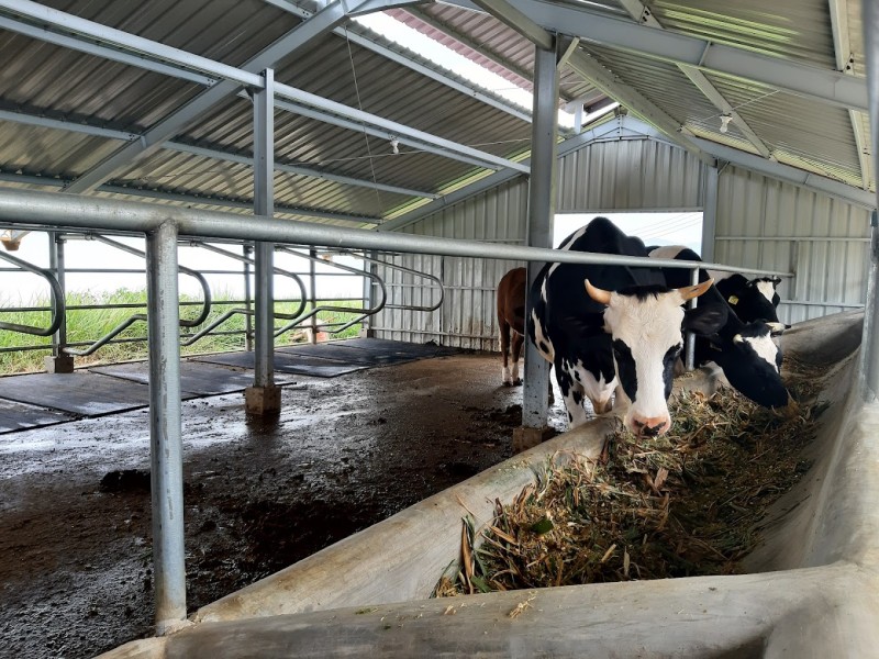 Sirukam Dairy Farm Perkenalkan Teknologi Peternakan Sapi Perah