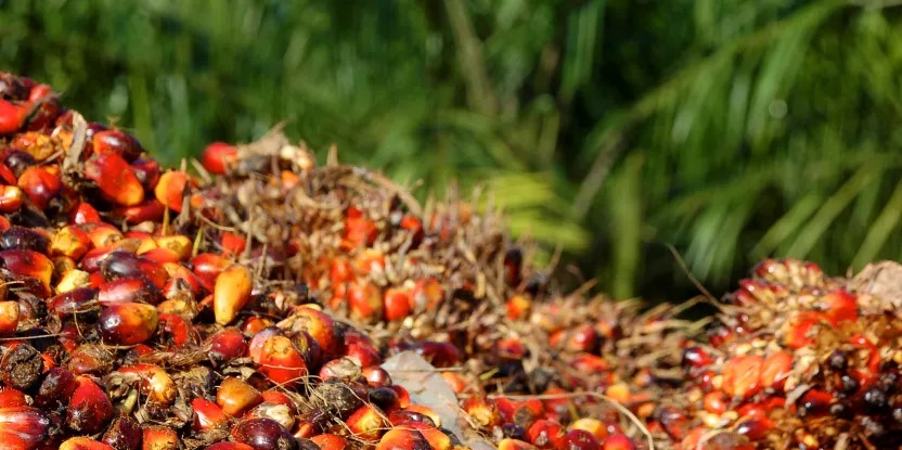 Kebijakan B50 Dorong Penggunaan Minyak Sawit dan Kurangi Impor Solar