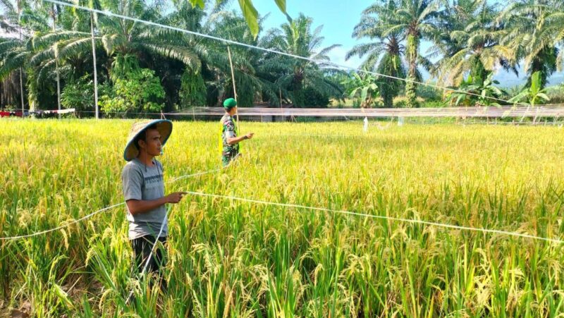 Babinsa Koramil 0826-06 Pademawu Turun ke Sawah Bantu Petani Usir Hama Burung, Upaya Nyata Dukung Ketahanan Pangan