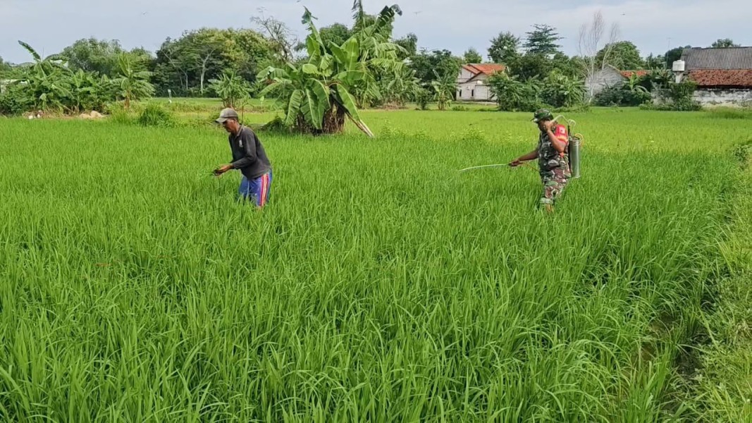 Babinsa Desa Laden Aktif Bantu Petani dalam Penyemprotan Tanaman Padi untuk Cegah Hama