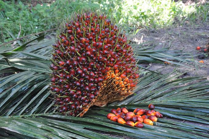 Update Lengkap Harga TBS Sawit Jambi Periode 7-13 November 2025