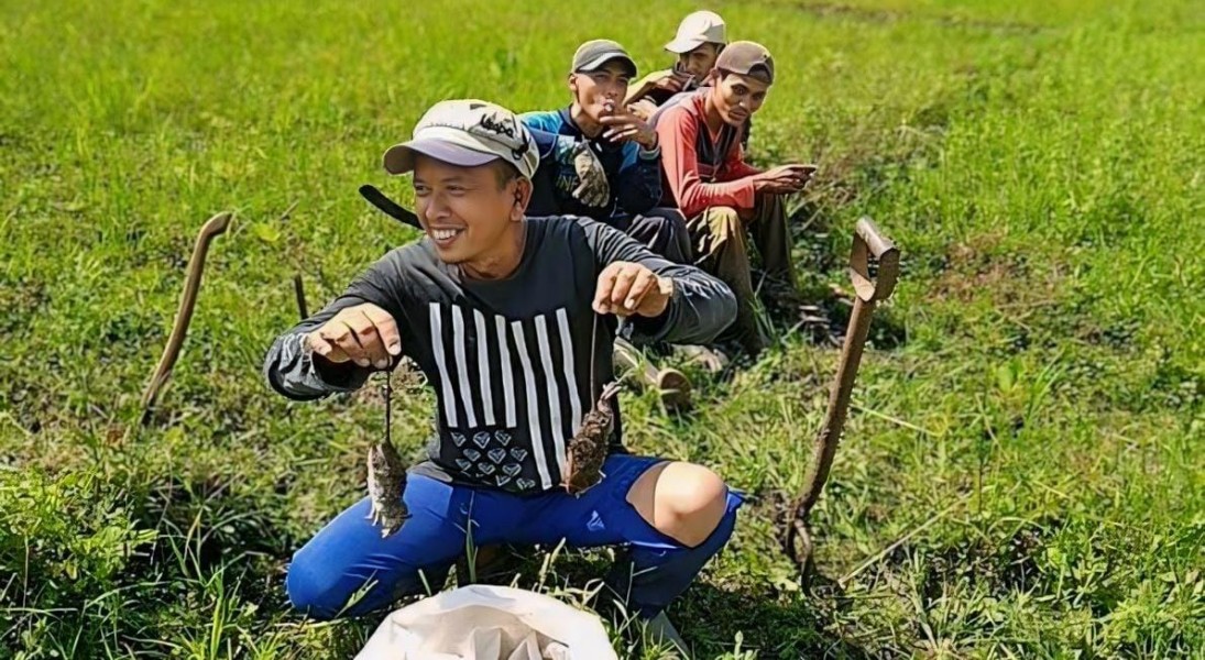 Sinergi Petani dan Pihak Terkait dalam Memerangi Hama Tikus