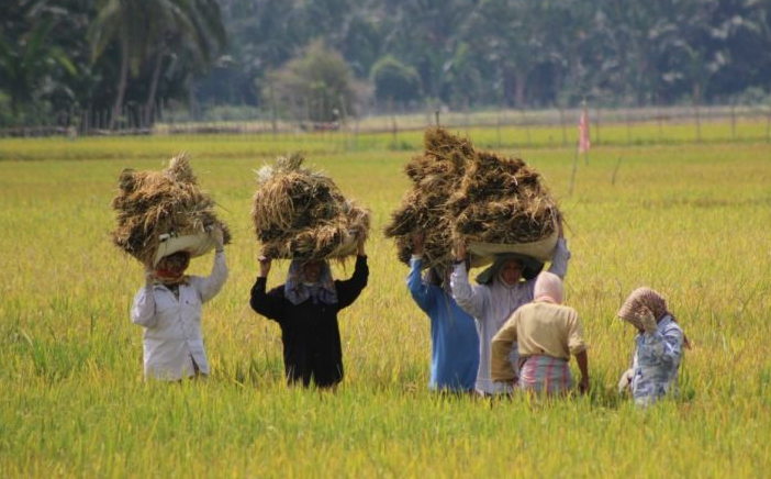 Kemenkeu Tunjuk Perum Bulog Sebagai Operator Investasi Pemerintah untuk Ketahanan Pangan Nasional