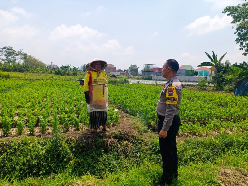 Strategi Polda Madiun dalam Mendukung Ketahanan Pangan di Tengah Masyarakat: Sambang Petani Kacang oleh Bhabinkamtibmas