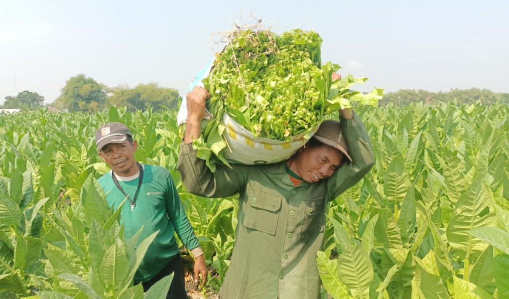 Petani Tembakau di NTB Menghadapi Tantangan: Sulitnya Mendapatkan Kredit dari Perbankan Syariah