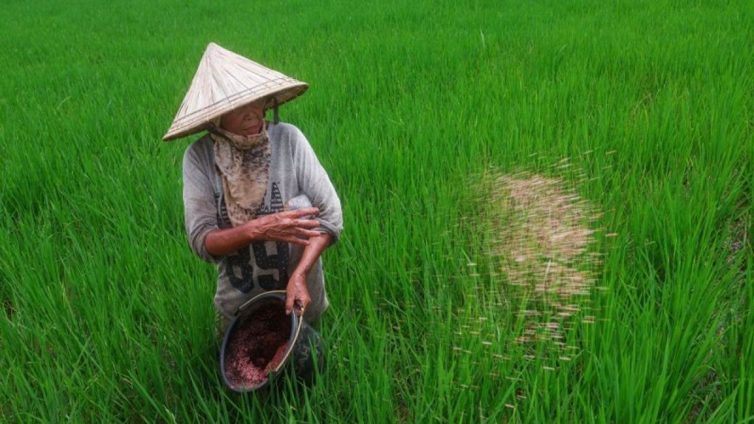 Harga Pupuk Turun, Petani Cirebon Harap Jatah Subsidi Ditambah Harga Pupuk Turun, Petani Cirebon Harap Jatah Subsidi Ditambah