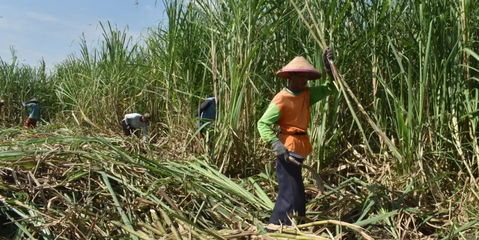 Bulog Pastikan Serap Panen Tebu Blora Secara Optimal untuk Dukung Petani Lokal