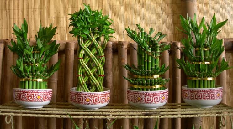 7 Tanaman Hias di Pintu Masuk Rumah yang Bisa Bawa Energi Positif