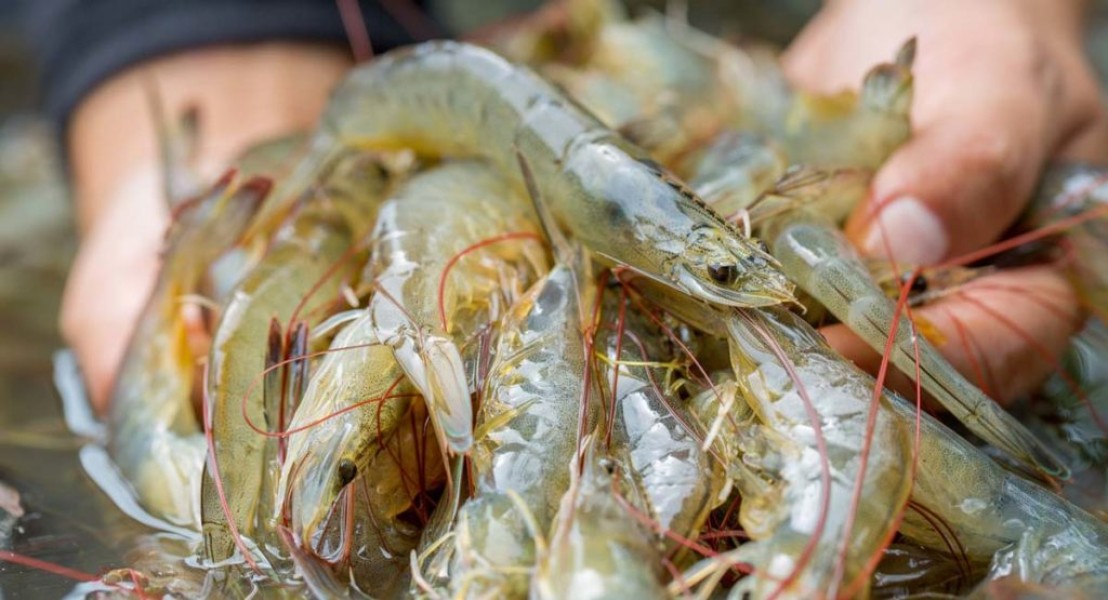 Industri Udang Nasional Diperkuat KKP Lewat Inovasi dan Regulasi Baru