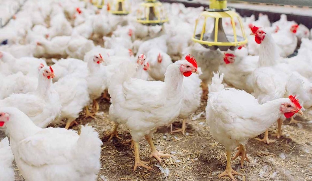 Danantara Siapkan 1,46 Juta Lowongan Kerja Lewat Proyek Peternakan Ayam