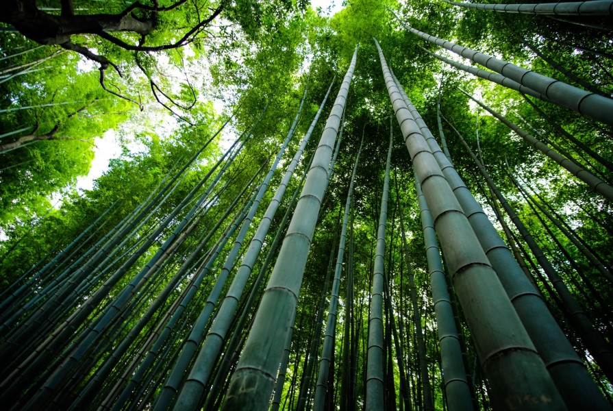 Bambu: Sumber Energi Terbarukan yang Menjanjikan untuk Masa Depan
