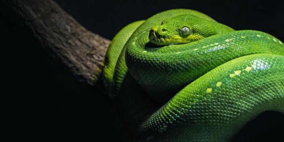 15 Arti Mimpi Digigit Ular, Menurut Primbon Jawa dan Islam