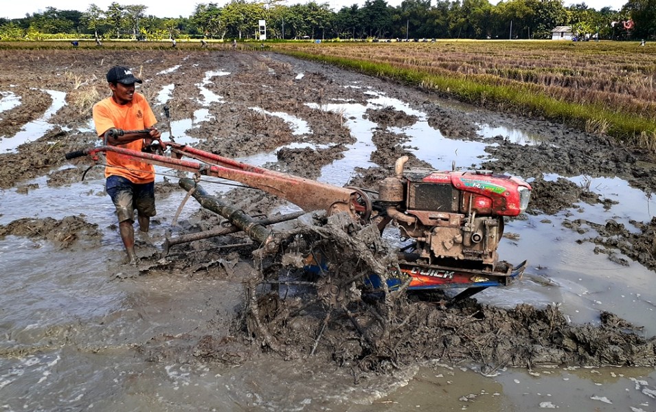 Curah Hujan Meningkat, Petani Aceh Mulai Tanam Gadu dengan Tantangan El Nino dan Krisis Air